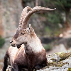 Tras el emblemático macho montés