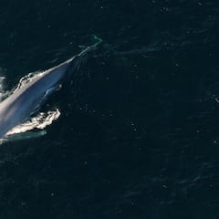 Why are whales dying in New Jersey?