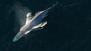 Humpback whales suffer ‘unusual mortality event’