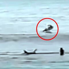 Un tiburón blanco devora a un pelícano frente a varios surfistas