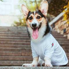 Complementos y ropa para perros: abrígalo este invierno