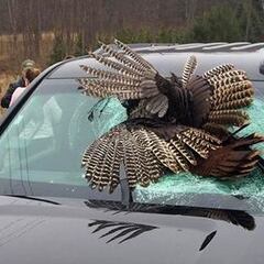 ¿Qué tan resistente es y la importancia del parabrisas en los autos?