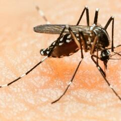 Nueva cepa de dengue en Salta: qué se sabe, síntomas, casos y cuántos muertos hay