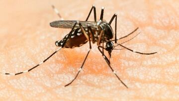 Nueva cepa de dengue en Salta: qué se sabe, síntomas, casos y cuántos muertos hay