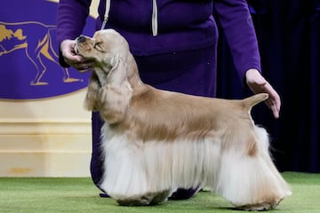 Un Cocker spaniel ingls compite durante el Campeonato Masters Agility de la 149? Exposicin Canina Anual del Westminster Kennel Club en el Centro de Convenciones Jacob Javits en la ciudad de Nueva York.