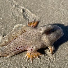 Reaparece un pez mano que se creía extinto en Tasmania