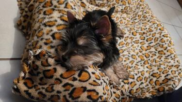 Galaxy Z Fold2 5G, análisis del mejor smartphone flexible al momento