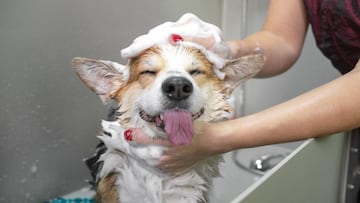 ¿Cada cuánto hay que bañar a un perro y cómo influye su tipo de pelo al lavarle?