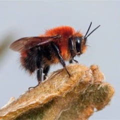 La forma en la que duermen las abejas cuando se quedan sin energía recolectando el néctar de las flores