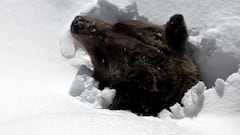 Boo, el oso Grizzly que vive en Kickin Horse Mountain Resort, saliendo de su guarida bajo la nieve.