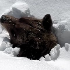 Boo: el oso grizzly que vive en una estación de esquí