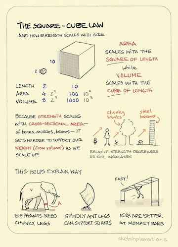 ley cuadrado cubo matematicas geometria fisica biologia