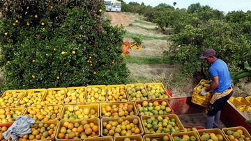 FILE PHOTO: A worker loads a truck with crates of oranges at a farm in Limeira January 13, 2012.REUTERS/Paulo Whitaker/File Photo