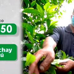 Bono Wanuchay: cómo saber si lo cobraré y montos