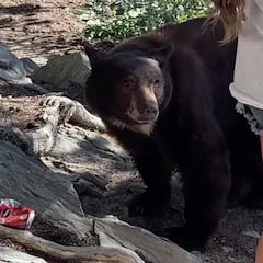 Un oso toca la pierna de una senderista: su calma es sorprendente