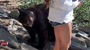 Oso negro mirando a una senderista en Mammoth Lakes, California.