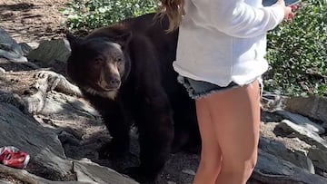 Oso negro mirando a una senderista en Mammoth Lakes, California.
