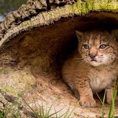 Esperanza para el lince ibérico: se multiplican y hay más de 1.000