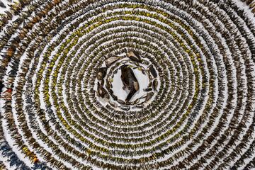 Categoría: Conservación (imagen única). GANADORA DEL PREMIO DE ORO Y FOTÓGRAFA DE AVES DEL AÑO 2024
Cada año, durante la migración de primavera y otoño, más de 1.300 millones de aves mueren en América del Norte como resultado de colisiones con ventanas. Sus cuerpos se recogen y sus vidas se honran en el "Bird Layout" anual. El Layout reúne a voluntarios para organizar las aves muertas en una exposición emotiva y provocativa. Si bien The Layout rinde homenaje a las aves caídas, también es un evento fundamental que genera conciencia pública y destaca un problema mundial.  Desde halcones hasta colibríes, esta exhibición de 2022 incluye más de 4000 aves.
