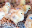 China está criando miles de aves muy queridas en España con un motivo más que económico: buscan explotar el modelo rural