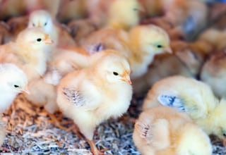 China está criando miles de aves muy queridas en España con un motivo más que económico: buscan explotar el modelo rural