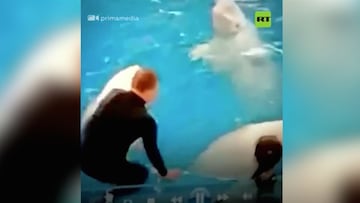 Escándalo en Rusia: un entrenador ataca a dos belugas en un oceanario