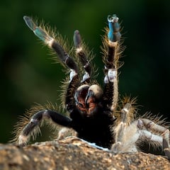 Científicos descubren nuevos ejemplares gigantes de la araña de tela en embudo: es la más venenosa del mundo