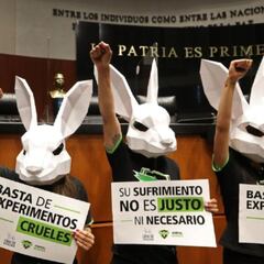 Aprueba Senado Mexicano ley que prohíbe uso de animales en pruebas de cosméticos