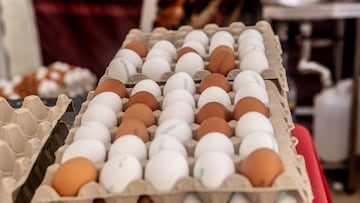 Recursos de huevos en el mercado de ‘La Despensa de Madrid’, en los jardines del Palacio del Infante Don Luis, a 7 de septiembre de 2025, en Boadilla del Monte, Madrid (España). La Comunidad de Madrid, en colaboración con el Ayuntamiento de Boadilla, impulsa esta iniciativa con el objetivo de acercar a la ciudadanía los alimentos producidos en la región. La propuesta busca fomentar el consumo de productos locales como motor para reactivar las economías rurales que forman parte del territorio madrileño.
07 SEPTIEMBRE 2025;COMIDA;HUEVOS;RECURSOS
Ricardo Rubio / Europa Press
07/09/2025