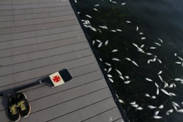 Este es el aspecto de las cercanías de la Bahía de Guanabara, donde tendrán lugar las regatas de los JJOO. Roberto Freitas, atleta brasileño que participará, tuvo que entrenar ante una laguna repleta de peces muertos.