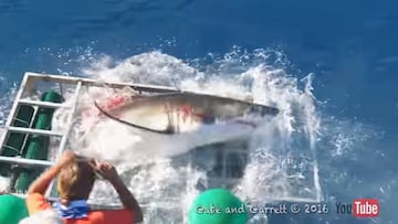 Tiburón blanco irrumpiendo en una jaula de buzos.