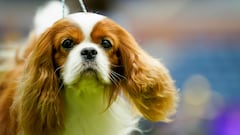 Cavalier King Charles Spaniel esperando para competir.