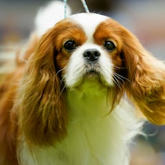 El perro que han prohibido criar en Noruega