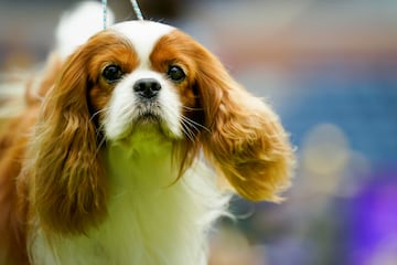 Cavalier King Charles Spaniel esperando para competir.