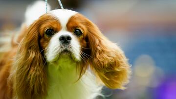 Cavalier King Charles Spaniel esperando para competir.