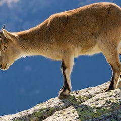 Homologación de la cabra hispánica y otros menesteres