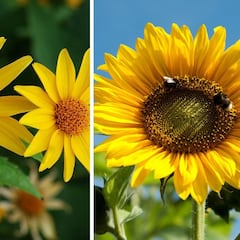 Ni rojas, ni moradas: los mejores tipos y especies de flores amarillas para regalar el 21 de marzo del 2025