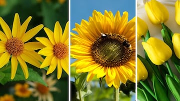 Ni rojas, ni moradas: los mejores tipos y especies de flores amarillas para regalar el 21 de marzo del 2025
