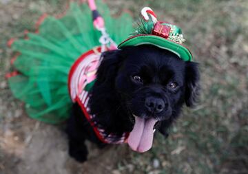 En Lima, la capital de Perú ubicada en la árida costa del Pacífico del país, han celebrado un concurso navideño para los mejores amigos del hombre.