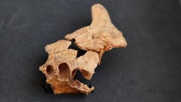 Restos óseos de un homínido hallados en Atapuerca (Foto. Fundación Atapuerca)