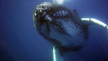 Las ballenas azules han evolucionado hasta alcanzar grandes tamaños gracias a su hábitat: el medio acuático