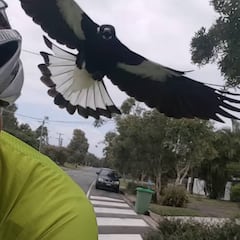 Una urraca mata a un ciclista y ya van más de 4.000 ataques en un solo año