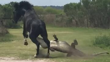 Caballo vs. Caimán, la inesperada batalla viral de la naturaleza