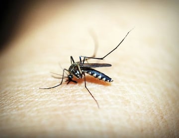 Mosquitos del género Anopheles que transmiten el parásito que genera la malaria.