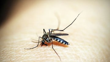 Mosquitos del género Anopheles que transmiten el parásito que genera la malaria.