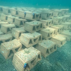 Experimento en la mayor laguna de agua salada de España: 55.000 ostras para mejorar su calidad