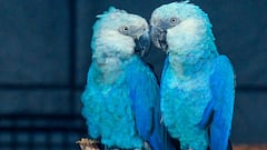 Las últimas fotografías de animales ya extintos