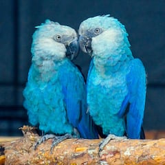 Las últimas fotografías de animales ya extintos