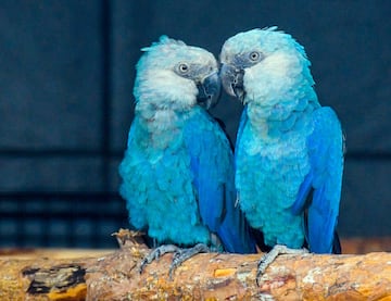 Esta ave es endémica de la región brasileña de Pernambuco. La principal causa de su extinción se debe a la caza durante el siglo XX y a la deforestación de su hábitat. En su región ya no quedan especies en estado salvaje, pero los investigadores están en proceso de reintroducir especímenes de esta llamativa especie, criadas en cautividad, de nuevo en su hábitat natural.
En la cultura popular esta ave cogió gran fama tras el estreno de la película Río.