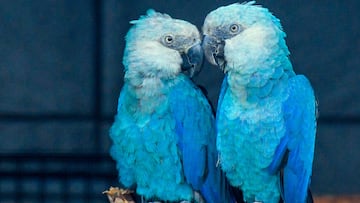 Las últimas fotografías de animales ya extintos